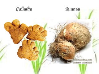 มันมือเสื อ   มันกลอย
 