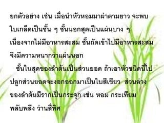 ยกตัวอย่ าง เช่ น เมื่อนําหัวหอมมาผ่ าตามยาว จะพบ
ใบเกล็ดเป็นชัน ๆ ชันนอกสุดเป็นแผ่นบาง ๆ
               ้       ้
เนื่องจากไม่ มีอาหารสะสม ชันถัดเข้ าไปมีอาหารสะสม
                              ้
จึงมีความหนากว่ าแผ่ นนอก
   ชันในสุดของลําต้ นเป็ นส่ วนยอด ถ้ าเอาหัวชนิดนีไป
     ้                                             ้
ปลูกส่ วนยอดจะงอกออกมาเป็ นใบสีเขียว ส่ วนล่ าง
ของลําต้ นมีรากเป็ นกระจุก เช่ น หอม กระเทียม
พลับพลึง ว่านส่ ีทศิ
 