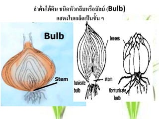 ลําต้ นใต้ ดน ชนิดหัวกลีบหรือบลบ์ (Bulb)
            ิ                   ั
              แสดงใบเกลดเป็นช้ัน ๆ
                       ็
 