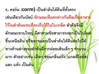 4. คอร์ ม (corm) เป็นลาต้นใต้ดนท่ ตังตรง
                          ํ        ิ ี ้
เช่ นเดียวกับบัลบ์ ลักษณะที่แตกต่ างกันคือเก็บอาหาร
ไว้ ในลําต้ นแทนที่จะเก็บไว้ ในใบเกล็ด ลาต้นจงมี
                                           ํ     ึ
ลักษณะอวบใหญ่ มีตาตามข้ อสามารถงอกเป็ นใบโผล่
ขนเหนือดน หรืออาจแตกเป็นลาต้นใต้ดนต่อไปได้
 ึ้          ิ                   ํ           ิ
ทางด้ านล่ างของลําต้ นมีรากฝอยเส้ นเล็กๆ จํานวน
มาก ตัวอย่ างเช่ น เผือก ซ่ อนกลิ่นฝรั่ ง (แกลดิโอลัส)
และ แห้ว เป็นต้น
 