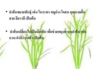 • ลาต้นขยายพนธ์ ุ เช่น โหระพา พลูด่าง โกสน คุณนายตน
   ํ           ั                                  ื่
  สาย ลีลาวดี เป็ นต้ น

• ลําต้ นเปลียนไปเป็ นมือพัน เพือช่ วยพยุงคําจุนลําต้ น เช่ น
             ่                  ่           ้
  บวบ ตําลึง นําเต้ า เป็ นต้ น
               ้
 