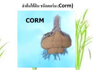 ลําต้ นใต้ ดน ชนิดคอร์ ม (Corm)
            ิ
 
