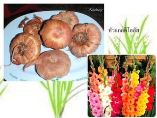 หวแกลดิโอลัส
 ั
 