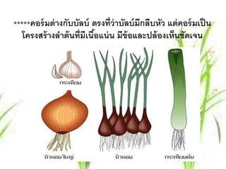 *****คอร์มต่างกบบัลบ์ ตรงที่ว่าบัลบ์ มีกลีบหว แต่คอร์มเป็ น
               ั                            ั
  โครงสร้ างลําต้ นที่มีเนือแน่ น มีข้อและปล้ องเห็นชัดเจน
                           ้
 