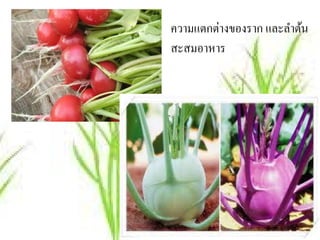 ความแตกต่างของราก และลาตน
                      ํ ้
สะสมอาหาร
 