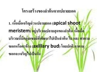 โครงสร้างของลาต้นจากปลายยอด
                     ํ

1. เนือเยือเจริญส่ วนปลายยอด (apical shoot
      ้ ่
meristem) อยู่บริเวณปลายสุ ดของลําต้ น เนือเยือ
                                              ้ ่
บริเวณนีมีกลุ่มเซลล์ ทพฒนาไปเป็ นลําต้ น ใบ และ ตาตาม
          ้             ี่ ั
ซอกหรือตาข้าง (axillary bud) โดยปกติ ตาตาม
ซอกจะเจริญไปเป็ นกิง  ่
 