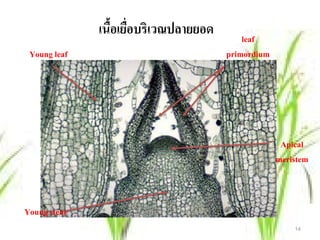 เนือเยือบริเวณปลายยอด
                 ้ ่                      leaf
 Young leaf                           primordium




                                                    Apical
                                                   meristem



Young stem
                                                       14
 