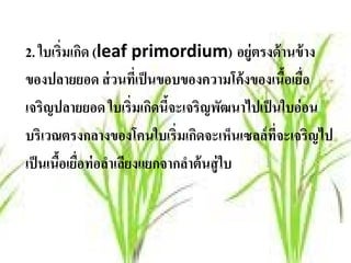 2. ใบเริ่มเกิด (leaf primordium) อย่ ูตรงด้านข้าง
ของปลายยอด ส่ วนทีเ่ ป็ นขอบของความโค้ งของเนือเยือ
                                               ้ ่
เจริญปลายยอด ใบเริ่มเกิดนีจะเจริญพัฒนาไปเป็ นใบอ่ อน
                           ้
บริเวณตรงกลางของโคนใบเริ่มเกิดจะเห็นเซลล์ ทจะเจริญไป
                                            ี่
เป็นเนือเยอท่อลาเลยงแยกจากลาต้นส่ ู ใบ
       ้ ื่       ํ ี        ํ
 