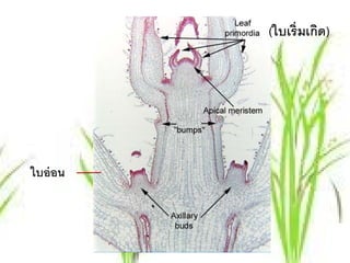 (ใบเริ่ มเกิด)




ใบอ่ อน
 