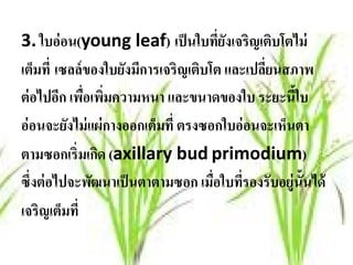 3. ใบอ่ อน(young leaf) เป็ นใบทียงเจริญเติบโตไม่
                                       ่ั
เต็มที่ เซลล์ ของใบยังมีการเจริญเติบโต และเปลียนสภาพ
                                              ่
ต่ อไปอีก เพือเพิมความหนา และขนาดของใบ ระยะนีใบ
              ่ ่                                  ้
อ่ อนจะยังไม่ แผ่ กางออกเต็มที่ ตรงซอกใบอ่ อนจะเห็นตา
ตามซอกเริ่มเกิด (axillary bud primodium)
ซึ่งต่ อไปจะพัฒนาเป็ นตาตามซอก เมือใบทีรองรับอยู่น้ันได้
                                     ่    ่
เจริญเต็มที่
 
