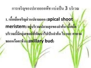 การเจริ ญของปลายยอดพืช แบ่งเป็ น 3 บริ เวณ
1. เนือเยือเจริญส่ วนปลายยอด (apical shoot
      ้ ่
meristem) อยู่บริเวณปลายสุ ดของลําต้ น เนือเยือ
                                              ้ ่
บริเวณนีมีกลุ่มเซลล์ ทพฒนาไปเป็ นลําต้ น ใบ และ ตาตาม
          ้           ี่ ั
ซอกหรือตาข้าง (axillary bud)
 
