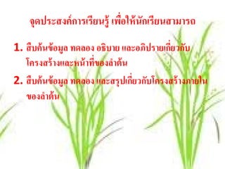 จุดประสงค์ การเรียนรู้ เพือให้ นักเรียนสามารถ
                              ่
1. สื บค้ นข้ อมูล ทดลอง อธิบาย และอภิปรายเกียวกับ
                                             ่
   โครงสร้างและหน้าทของลาต้น
                        ี่   ํ
2. สืบค้นข้อมูล ทดลอง และสรุปเกยวกบโครงสร้างภายใน
                                  ี่ ั
   ของลาต้นํ
 
