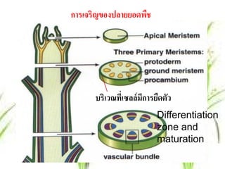 การเจริญของปลายยอดพืช




      บริเวณทีเ่ ซลล์ มการยืดตัว
                       ี
                           Differentiation
                           zone and
                           maturation
 