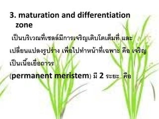 3. maturation and differentiation
    zone
 เป็ นบริเวณที่เซลล์ มีการเจริญเติบโตเต็มที่ และ
เปลี่ยนแปลงรู ปร่ าง เพื่อไปทําหน้ าที่เฉพาะ คือ เจริญ
เป็ นเนือเยื่อถาวร
        ้
(permanent meristem) มี 2 ระยะ คือ
 