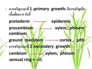 - การเจริญระยะที่ 1 (primary growth) มการเจริญเป็น
                                      ี
  เนือเยอถาวร ดงนี้
     ้ ่ื      ั
  protoderm                  epidermis
  procambium                   xylem, phloem
  cambium
  ground meristem                cortex , pith
- การเจริญระยะที่ 2 (secondary growth)
  cambium               xylem, phloem
  (annual ring = วงปี )
 