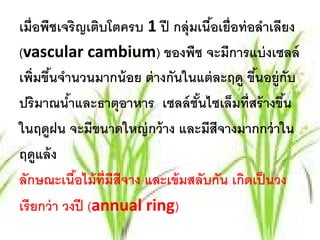 เมื่อพืชเจริญเติบโตครบ 1 ปี กลุ่มเนือเยื่อท่ อลําเลียง
                                     ้
(vascular cambium) ของพืช จะมีการแบ่ งเซลล์
เพิ่มขึนจํานวนมากน้ อย ต่ างกันในแต่ ละฤดู ขึนอยู่กับ
       ้                                      ้
ปริมาณนําและธาตุอาหาร เซลล์ ชันไซเล็มที่สร้ างขึน
            ้                     ้                 ้
ในฤดูฝน จะมีขนาดใหญ่ กว้ าง และมีสีจางมากกว่ าใน
ฤดูแล้ ง
ลักษณะเนือไม้ ท่ มีสีจาง และเข้ มสลับกัน เกิดเป็ นวง
              ้   ี
เรี ยกว่ า วงปี (annual ring)
 