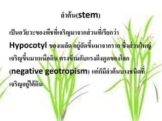 ลาต้น(stem)
                   ํ
เป็ นอวัยวะของพืชทีเ่ จริญมาจากส่ วนทีเ่ รียกว่ า
Hypocotyl ของเมล็ด อยู่ถดขึนมาจากราก ซึ่งส่ วนใหญ่
                              ั ้
เจริญขึนมาเหนือดิน ตรงข้ ามกับแรงดึงดูดของโลก
        ้
(negative geotropism) แต่ กมลาต้ นบางชนิดที่
                                        ็ ีํ
เจริญอยู่ใต้ดน
             ิ
 