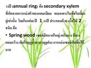 วงปี (annual ring) คอ secondary xylem
                            ื
ทเี่ กดจากการแบ่งตวของแคมเบียม พบเฉพาะในพืชใบเลียง
       ิ             ั                                  ้
คู่เท่ านั้น โดยในแต่ ละปี 1 วงปี ประกอบด้ วย เนือไม้ 2
                                                 ้
ชนิด คอ    ื
• Spring wood เซลล์ มขนาดใหญ่ ผนังบาง สี จาง
                              ี
แถบกว้ าง เกิดในฤดูนํามาก (ฤดูฝน) การแบ่งเซลล์เกดขนได้
                        ้                          ิ ึ้
มาก
 