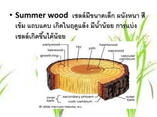 • Summer wood เซลล์ มีขนาดเล็ก ผนังหนา สี
  เข้ ม แถบแคบ เกิดในฤดูแล้ ง มีนําน้ อย การแบ่ ง
                                  ้
  เซลล์ เกิดขึนได้ น้อย
              ้
 