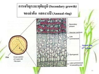 การเจริญระยะทุตยภูมิ (Secondary growth)
                      ิ
          ของลาต้น แสดงวงปี (Annual ring)
               ํ




                                                 Annual ring
       12                                        (2° xylem)
            3
Pith



                                                           33
 