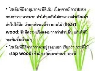 • ไซเล็มที่มีอายุมากจะมีสีเข้ ม เนื่องจากมีการสะสม
ของสารอาหารมาก ทําให้ อุดตันไม่ สามารถลําเลียงนํา     ้
ต่อไปได้อีก เรียกบริเวณนีว่า แก่นไม้ (heart
                          ้
wood) ซึ่งมีความแข็งแรงมากกว่ าส่ วนอื่น แก่ นไม้ นี ้
จะเพิ่มขึนเรื่ อยๆ
         ้
• ไซเล็มที่มีสีจางกว่ าจะอยู่รอบนอก เรี ยกว่ า กระพีไม้
                                                    ้
  (sap wood) ซึ่งมีความหนาค่ อนข้ างคงที่
 