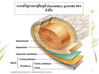 การเจริญระยะทุตยภูมิ (Secondary growth) ของ
               ิ
                  ลาต้น
                     ํ




                                              36
 