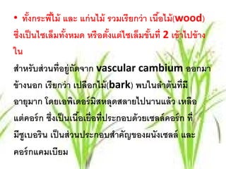 • ทังกระพีไม้ และ แก่ นไม้ รวมเรี ยกว่ า เนือไม้ (wood)
      ้      ้                               ้
ซ่ งเป็นไซเล็มทงหมด หรือตังแต่ไซเล็มขันท่ ี 2 เข้ าไปข้ าง
   ึ              ั้            ้          ้
ใน
สําหรั บส่ วนที่อยู่ถัดจาก vascular cambium ออกมา
ข้ างนอก เรี ยกว่ า เปลือกไม้ (bark) พบในลําต้ นที่มี
อายุมาก โดยเอพิเดอร์ มสหลุดสลายไปนานแล้ ว เหลือ
                            ิ
แต่คอร์ ก ซึ่งเป็ นเนือเยื่อที่ประกอบด้ วยเซลล์ คอร์ก ที่
                       ้
มีซูเบอริน เป็ นส่ วนประกอบสําคัญของผนังเซลล์ และ
คอร์ กแคมเบียม
 