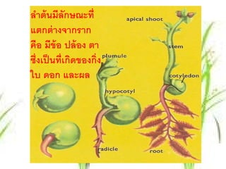 ลาต้นมีลักษณะท่ ี
   ํ
แตกต่ างจากราก
คือ มีข้อ ปล้ อง ตา
ซึ่งเป็ นที่เกิดของกิ่ง
ใบ ดอก และผล
 