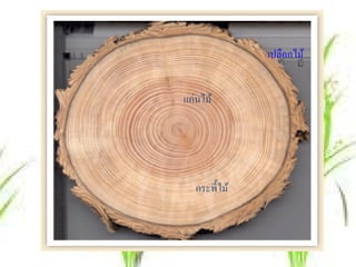 เปลือกไม้


แก่นไม้




   กระพี้ไม้
 