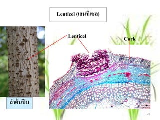 Lenticel (เลนทิเซล)

                   Lenticel         Cork




ลําต้ นปี บ
                                           45
 