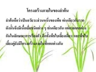 โครงสร้ างภายในของลําต้ น
ลําต้ นถือว่ าเป็ นอวัยวะส่ วนหนึ่งของพืช เช่ นเดียวกับราก
ดังนั้นจึงมีเนือเยือชนิดต่ าง ๆ เช่ นเดียวกัน แต่ อาจแตกต่ าง
                ้ ่
กันในลักษณะการเรียงตัว อีกทั้งพืชใบเลียงเดียว และพชใบ
                                            ้ ่          ื
เลียงคู่ยงมีโครงสร้ างภายในทีแตกต่ างกัน
   ้ ั                          ่
 