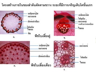 โครงสร้ างภายในของลําต้ นตัดตามขวาง ระยะที่มีการเจริญเติบโตขันแรก
                                                             ้




                       พืชใบเลียงคู่
                               ้




                    พืชใบเลียงเดี่ยว
                            ้
 