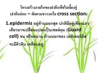 โครงสร้ างภายในของลําต้ นพืชใบเลียงคู่
                                         ้
  (ลาต้นอ่อน – ตดตามขวางหรือ cross section)
    ํ            ั
1.epidermis อยู่ด้านนอกสุด ปกติมีอยู่เพียงแถว
  เดียวอาจเปลี่ยนแปลงเป็ นเซลล์ คุม (Guard
  cell) ขน หรือหนาม ด้านนอกของ เอพิเดอร์ มสิ
  จะมีควทิน เคลือบอยู่
       ิ
 