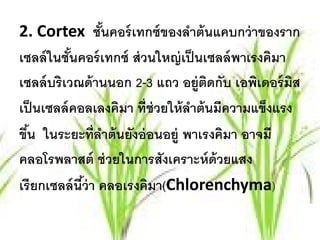 2. Cortex ชันคอร์ เทกซ์ ของลําต้ นแคบกว่ าของราก
                  ้
เซลล์ ในชันคอร์ เทกซ์ ส่ วนใหญ่ เป็ นเซลล์ พาเรงคิมา
            ้
เซลล์ บริ เวณด้ านนอก 2-3 แถว อยู่ตดกับ เอพิเดอร์ มส
                                      ิ              ิ
เป็ นเซลล์ คอลเลงคิมา ที่ช่วยให้ ลาต้ นมีความแข็งแรง
                                  ํ
ขึน ในระยะที่ลาต้ นยังอ่ อนอยู่ พาเรงคิมา อาจมี
  ้                 ํ
คลอโรพลาสต์ ช่ วยในการสังเคราะห์ ด้วยแสง
เรี ยกเซลล์ นีว่า คลอเรงคิมา(Chlorenchyma)
              ้
 