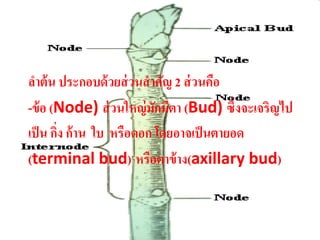 ลําต้ น ประกอบด้ วยส่ วนสํ าคัญ 2 ส่ วนคือ
-ข้ อ (Node) ส่วนใหญ่มกมตา (Bud) ซึ่งจะเจริญไป
                            ั ี
เป็ น กิง ก้ าน ใบ หรือดอก โดยอาจเป็ นตายอด
        ่
(terminal bud) หรือตาข้าง(axillary bud)
 