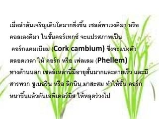 เมื่อลําต้ นเจริญเติบโตมากยิ่งขึน เซลล์ พาเรงคิมา หรือ
                                ้
คอลเลงคมา ในชันคอร์ เทกซ์ จะแปรสภาพเป็ น
            ิ      ้
 คอร์กแคมเบียม (Cork cambium) ซึ่งจะแบ่ งตัว
ตลอดเวลา ให้ คอร์ก หรื อ เฟลเลม (Phellem)
ทางด้ านนอก เซลล์ เหล่ านีมีอายุสันมากและตายเร็ว และมี
                            ้      ้
สารพวก ซูเบอริน หรือ ลิกนิน มาสะสม ทําให้ ชัน คอร์ก
                                                ้
หนาขึนแล้ วดันเอพิเดอร์ มส ให้ หลุดร่ วงไป
        ้                 ิ
 