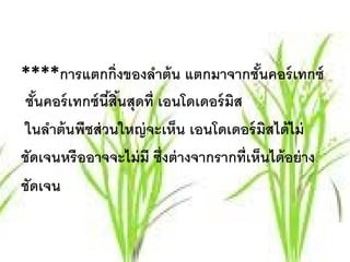 ****การแตกกิ่ งของลําต้ น แตกมาจากชันคอร์ เทกซ์
                                           ้
 ชันคอร์ เทกซ์ นีสินสุดที่ เอนโดเดอร์มส
   ้             ้ ้                  ิ
 ในลาต้นพชส่วนใหญ่จะเหน เอนโดเดอร์ มสได้ไม่
     ํ     ื                 ็               ิ
ชัดเจนหรื ออาจจะไม่ มี ซึ่งต่ างจากรากที่เห็นได้ อย่ าง
ชัดเจน
 