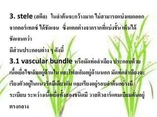 3. stele (สตล) ในลําต้ นจะกว้ างมาก ไม่ สามารถแบ่ งแยกออก
                ี
จากคอร์เทกซ์ ได้ชัดเจน ซ่ึงแตกต่างจากรากทแบ่งช้ัน เห็นได้
                                              ่ี
ชัดเจนกว่า
มีส่วนประกอบต่ าง ๆ ดังนี้
3.1 vascular bundle หรือมัดท่ อลําเลียง ประกอบด้ วย
เนือเยือไซเล็มอยู่ด้านใน และโฟลเอมอยู่ด้านนอก มัดท่ อลําเลียงจะ
   ้ ่                            ็
เรียงตัวอยู่ในแนวรัศมีเดียวกัน และเรียงอยู่รอบลําต้ นอย่ างมี
ระเบียบ ระหว่ างเนือเยือทั้งสองชนิดมี วาสคิวลาร์แคมเบียมคันอยู่
                     ้ ่                                      ่
ตรงกลาง
 