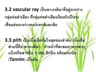 3.2 vascular ray เป็ นพาเรงคิมาที่อยู่ระหว่ าง
กลุ่มท่ อลําเลียง ที่กลุ่มท่ อลําเลียงเรี ยงตัวเป็ นวง
เชื่อมต่ อระหว่ างคอร์ เทกซ์ และพิธ

3.3 pith เป็ นเนือเยื่อชันในสุดของลําต้ น เนือเยื่อ
                  ้      ้                   ้
  ส่ วนนีคือ พาเรงคิมา ทําหน้ าที่สะสมอาหารพวก
         ้
  แปงหรือสารอ่ ืน ๆ เช่น ลิกนิน ผลึกแทนนิน
      ้
  (Tannin) เป็ นต้ น
 