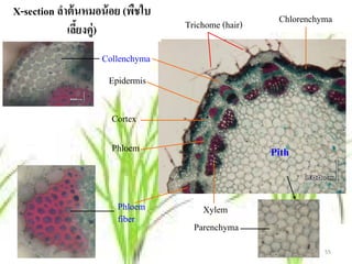 X-section ลําต้ นหมอน้ อย (พชใบ
                            ื                        Chlorenchyma
             เลยงคู่)
                ี้                Trichome (hair)

                    Collenchyma
                     Epidermis

                      Cortex

                      Phloem                        Pith


                       Phloem         Xylem
                       fiber
                                    Parenchyma
                                                               55
 