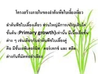 โครงสร้ างภายในของลําต้ นพืชใบเลียงเดียว
                                      ้ ่

ลําต้ นพืชใบเลียงเดี่ยว ส่ วนใหญ่ มีการเจริญเติบโต
                  ้
ขันต้น (Primary growth)เท่ านัน มีเนือเยื่อชัน
   ้                                  ้     ้      ้
ต่ าง ๆ เช่ นเดียวกับลําต้ นพืชใบเลียงคู่
                                    ้
คือ มีชันเอพิเดอร์ มส คอร์ เทกซ์ และ สตีล
        ้              ิ
ต่ างกันที่มัดท่ อลําเลียง
 