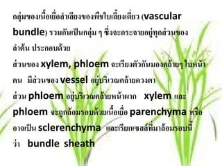 กลุ่มของเนือเยือลําเลียงของพืชใบเลียงเดียว (vascular
           ้ ่                     ้ ่
bundle) รวมกันเป็ นกลุ่ม ๆ ซึ่งจะกระจายอยู่ทุกส่ วนของ
ลําต้ น ประกอบด้ วย
ส่ วนของ xylem, phloem จะเรียงตัวกันมองคล้ ายๆ ใบหน้ า
คน มีส่วนของ vessel อยู่บริเวณคล้ายดวงตา
ส่ วน phloem อยู่บริเวณคล้ายหน้าผาก xylem และ
phloem จะถูกล้ อมรอบด้ วยเนือเยือ parenchyma หรือ
                                 ้ ่
อาจเป็ น sclerenchyma และเรียกเซลล์ ทมาล้ อมรอบนี้
                                              ี่
ว่า bundle sheath
 