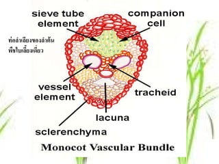 ภาพลําต้นพืชคู่เดี่ยว
ท่ อลําเลียงของลําต้ น
พืชใบเลียงเดียว
          ้ ่
 
