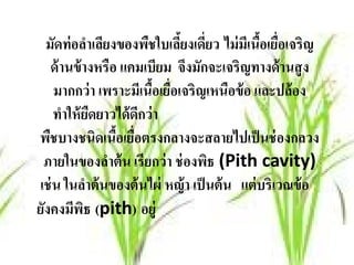 มัดท่ อลําเลียงของพืชใบเลียงเดียว ไม่ มเี นือเยือเจริญ
                            ้ ่               ้ ่
   ด้านข้างหรือ แคมเบียม จึงมักจะเจริญทางด้ านสู ง
    มากกว่า เพราะมเี นือเยอเจริญเหนือข้อ และปล้อง
                       ้ ื่
    ทาให้ยดยาวได้ดกว่า
      ํ ื            ี
พืชบางชนิดเนือเยือตรงกลางจะสลายไปเป็ นช่ องกลวง
                 ้ ่
 ภายในของลําต้ น เรียกว่ า ช่ องพิธ (Pith cavity)
เช่ น ในลําต้ นของต้ นไผ่ หญ้ า เป็ นต้ น แต่ บริเวณข้ อ
ยงคงมพธ (pith) อย่ ู
 ั ี ิ
 