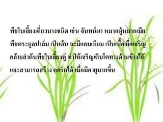 พืชใบเลียงเดียวบางชนิด เช่ น จันทน์ ผา หมากผู้หมากเมีย
         ้ ่
พืชตระกูลปาล์ ม เป็ นต้ น จะมีแคมเบียม เป็ นเนือเยือเจริญ
                                                 ้ ่
คล้ ายลําต้ นพืชใบเลียงคู่ ทําให้ เจริญเติบโตทางด้ านข้ างได้
                     ้
และสามารถสร้าง คอร์ กได้ เมือมีอายุมากขึน
                                  ่           ้
 