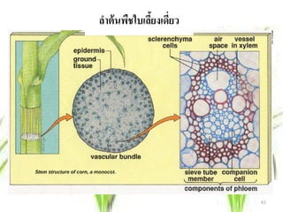 ลําต้ นพืชใบเลียงเดียว
               ้ ่




                         61
 