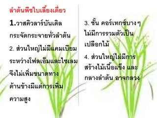 ลําต้ นพืชใบเลียงเดี่ยว
                 ้
1.วาสควลาร์ บันเดิล
            ิ                 3. ชัน คอร์เทกซ์บางๆ
                                    ้
กระจัดกระจายทั่วลําต้ น       ไม่ มีการรวมตัวเป็ น
2. ส่ วนใหญ่ ไม่ มีแคมเบียม   เปลือกไม้
ระหว่ างโฟลเอ็มและไซเลม       4. ส่วนใหญ่ไม่มีการ
                              สร้ างไม้ เนือแข็ง และ
                                           ้
จงไม่เพ่ มขนาดทาง
  ึ       ิ                   กลางลําต้ น อาจกลวง
ด้ านข้ างมีแต่ การเพิ่ม
ความสูง
 