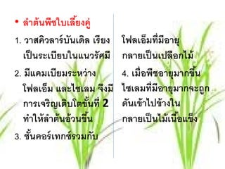 • ลําต้ นพืชใบเลียงคู่
                    ้
1. วาสควลาร์ บันเดิล เรี ยง
          ิ                    โฟลเอ็มท่ มีอายุ
                                          ี
   เป็ นระเบียบในแนวรั ศมี     กลายเป็ นเปลือกไม้
2. มีแคมเบียมระหว่ าง          4. เมื่อพืชอายุมากขึน้
   โฟลเอ็ม และไซเลม จงมี   ึ   ไซเลมที่มีอายุมากจะถูก
   การเจริญเติบโตขันที่ 2้     ดันเข้ าไปข้ างใน
   ทําให้ ลาต้ นอ้ วนขึน
            ํ          ้       กลายเป็ นไม้ เนือแข็ง
                                                ้
3. ชันคอร์ เทกซ์รวมกับ
     ้
 