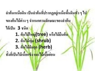 ลาต้นเหนือดน เป็ นลําต้ นทีปรากฏอยู่เหนือพืนดินทัว ๆ ไป
 ํ                 ิ             ่             ้ ่
ของต้ นไม้ ต่าง ๆ จําแนกตามลกษณะของลาต้น
                                      ั      ํ
ได้ เป็ น 3 ชนิด
            1. ต้นไม้ใหญ่(tree) หรือไม้ ยนต้ น
                                           ื
            2. ต้ นไม้ พ่ ม (shrub)
                          ุ
            3. ต้ นไม้ ล้มลุก (herb)
ทั้งทีเ่ ป็ นไม้ เนือแข็ง และไม้ เนืออ่ อน
                     ้              ้
 