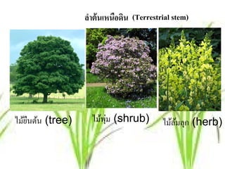 ลําต้ นเหนือดิน (Terrestrial stem)




ไมยนตน (tree)
  ้ื ้              ้ ุ่
                  ไมพม (shrub)           ไมลมลุก (herb)
                                           ้้
 